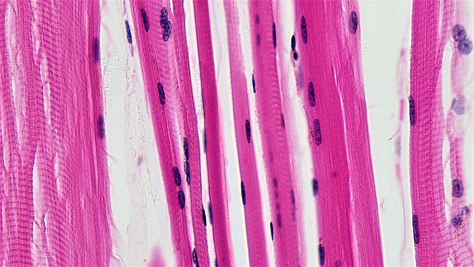 Micrographie de muscle : fibres allongées parallèles roses, stries transversales et noyaux sombres visibles.
