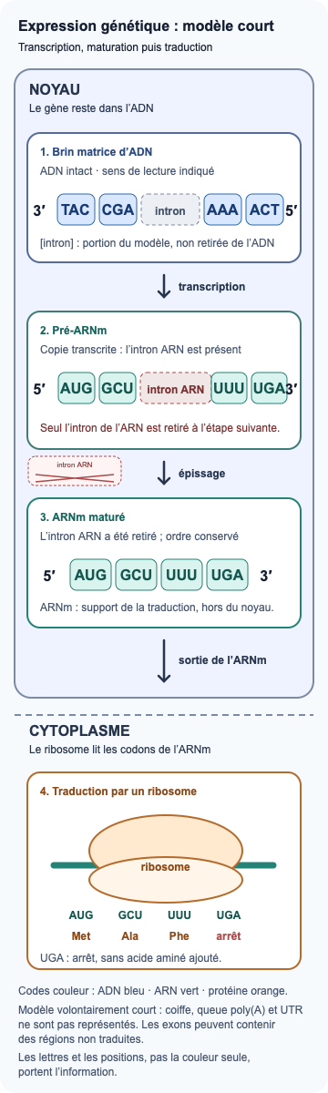 Schéma d’un gène eucaryote modèle : un brin matrice d’ADN est transcrit en pré-ARNm contenant un intron ARN ; après épissage, l’ARNm est traduit par un ribosome en méthionine, alanine et phénylalanine, puis le codon UGA provoque l’arrêt.