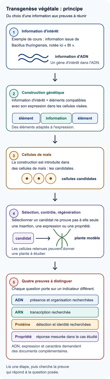 Schéma d'une transgenèse végétale : une information d'intérêt issue de Bacillus thuringiensis est associée à des éléments adaptés à son expression, introduite dans des cellules de maïs, puis des candidats sont sélectionnés et régénérés en plante à étudier. Le schéma distingue les preuves d'ADN, d'ARN, de protéine et de caractère mesuré.