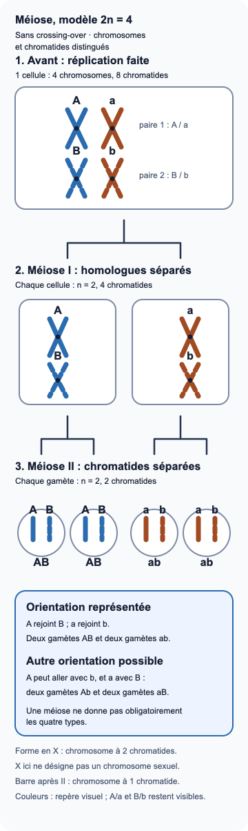 Modèle à deux paires de chromosomes : quatre chromosomes doubles avant méiose, puis deux par cellule après chaque division. Une orientation produit deux cellules AB et deux ab.