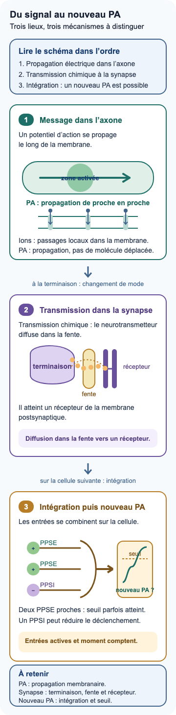 Schéma fonctionnel en trois blocs : un potentiel d’action se propage le long de la membrane de l’axone avec des passages locaux d’ions ; à la synapse, un neurotransmetteur diffuse dans la fente et atteint un récepteur ; deux PPSE rapprochés peuvent parfois atteindre un seuil alors qu’un PPSI peut réduire le déclenchement.