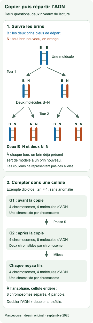 Suivi de deux brins bleus de départ : deux molécules bleu-orange après une réplication, puis deux bleu-orange et deux orange-orange après deux réplications. Pour une cellule 2n = 4, G1 : quatre chromosomes et quatre molécules ; G2 : quatre et huit ; chaque noyau fils : quatre et quatre.