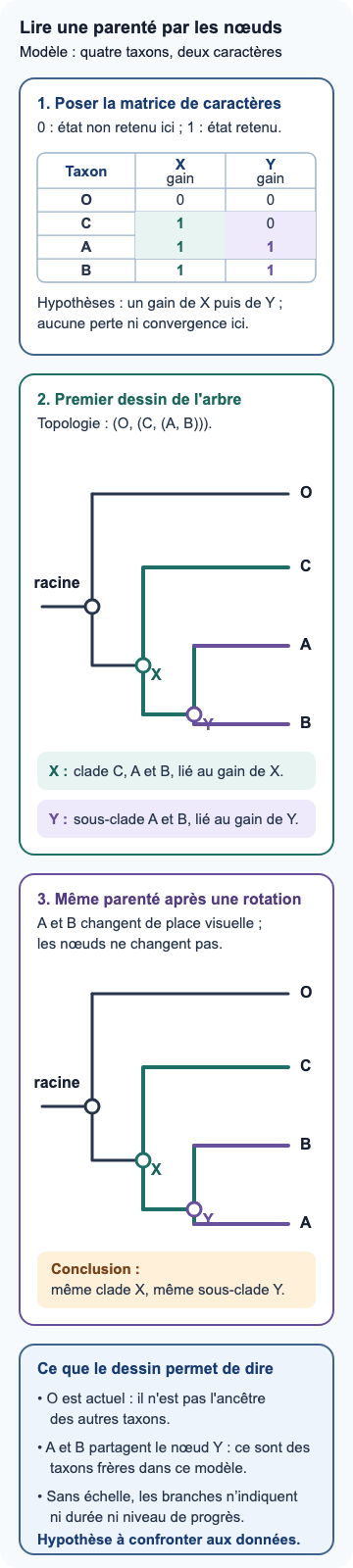 Matrice hypothétique de deux caractères pour quatre taxons O, C, A et B, suivie de deux arbres enracinés équivalents. Le caractère X réunit C, A et B ; le caractère Y réunit A et B. Le second arbre inverse seulement la position visuelle de A et B. Les branches ne représentent ni une durée ni un progrès, et O est un taxon actuel, non l'ancêtre des autres.