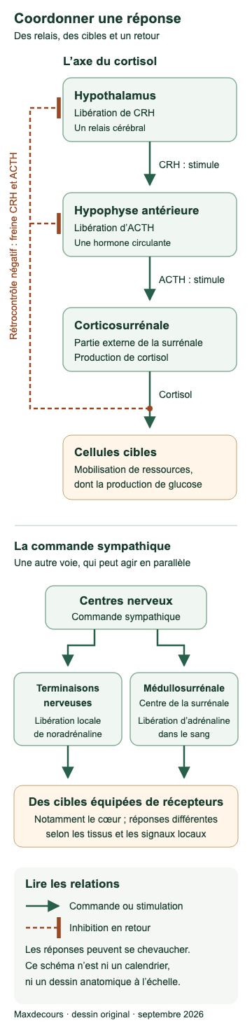 Deux voies de coordination : l’axe hypothalamus, CRH, hypophyse, ACTH, corticosurrénale et cortisol avec inhibition en retour ; la commande sympathique agit par la noradrénaline locale et l’adrénaline médullosurrénalienne circulante.