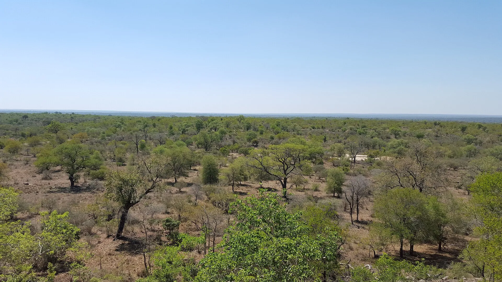 Paysage de savane boisée sèche dans le sud-est du parc national Kruger en octobre 2015.