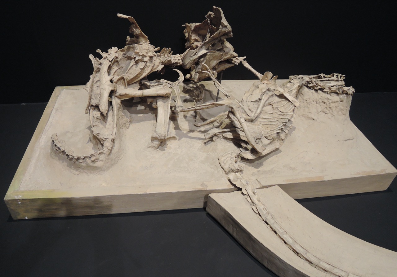Le spécimen des dinosaures combattants : un squelette à crâne à collerette à gauche et au-dessus, un autre à droite, leurs os réunis au centre.