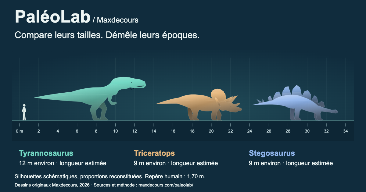 PaléoLab : Tyrannosaurus, Triceratops et Stegosaurus comparés sur une règle commune, avec un repère humain